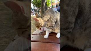 Street cat grooming#straycat #funnycats #kitten #kids