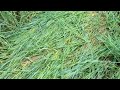 Belarussian Folk Songs - Spring Harvest Rites