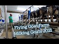 Milking at Flying Goat Farm in 2021