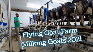 Milking at Flying Goat Farm in 2021