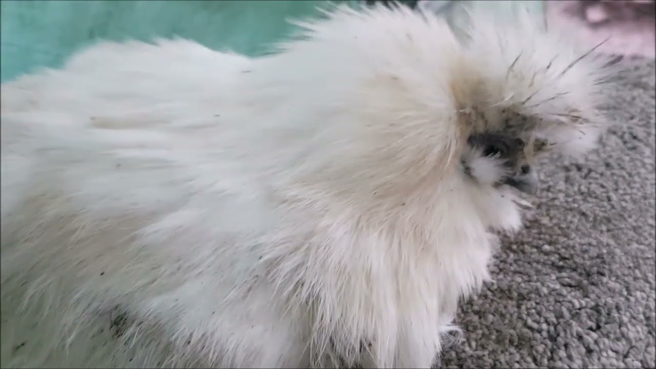 Весенние цыплята 🐔 #имболк #деньсурка #курочкисадовника #наседка #руфус