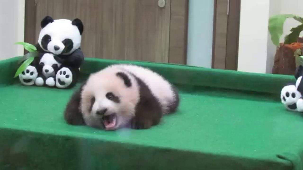 Baby Panda at Zoo Negara Kuala Lumpur Malaysia - YouTube