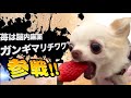 爆笑イッヌ全員参戦!!part10