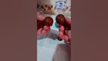 MACADAMIA NUTS #shortvideo #youtubeshorts #sound #asmr #satisfying @Nelzkievlog