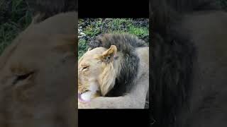 Wildlife Oasis: Exploring Okavango Delta #shorts