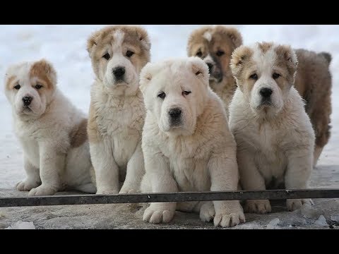 Alabai Puppies - Alabay Yavruları - Щенки Алабая