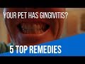 Gingivitis In Cats and Dogs: 5 TOP Remedies
