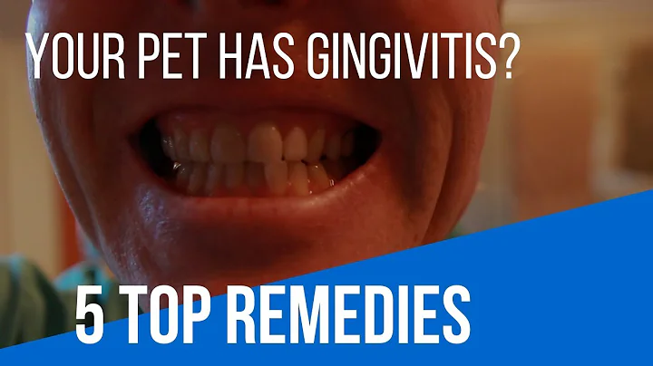 Gingivitis In Cats and Dogs: 5 TOP Remedies - DayDayNews