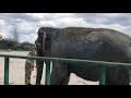 Олег Зубков выгуливает слониху Дженни! Тайган Oleg Zubkov took Jenny the elephant for a walk! Taigan