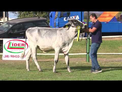 LOTE 89   LEILÃO GRUPO LÍDER   1402