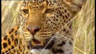 Leopard hunts for cubs - BBC wildlife screenshot 2