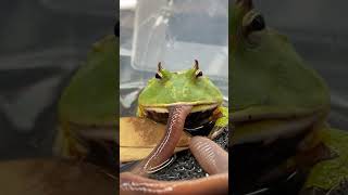 AVOCADO the PACMAN FROG eats a GIANT EARTHWORM! Surinam Horned Frog (Ceratophrys cornuta) #shorts