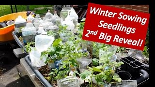 Winter Sowing -  2nd Big Reveal! Growing Vegetable Seedlings from Seeds in the Snow