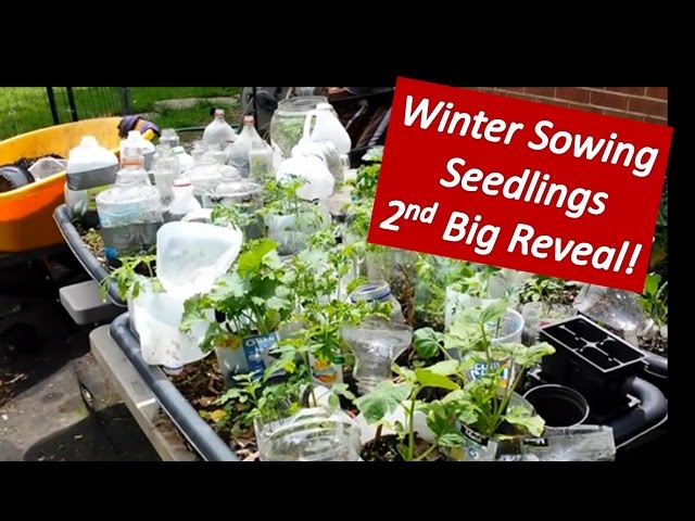 Winter Sowing in a Baggie  Veggie garden, Edible garden, Garden seeds