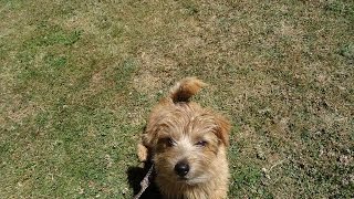 Charlie  Norfolk Terrier Puppy  12 Day Residential Dog Training at Adolescent Dogs