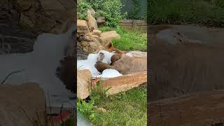 Bubble Bath #bear #bubble #bath #grizzlies #forest