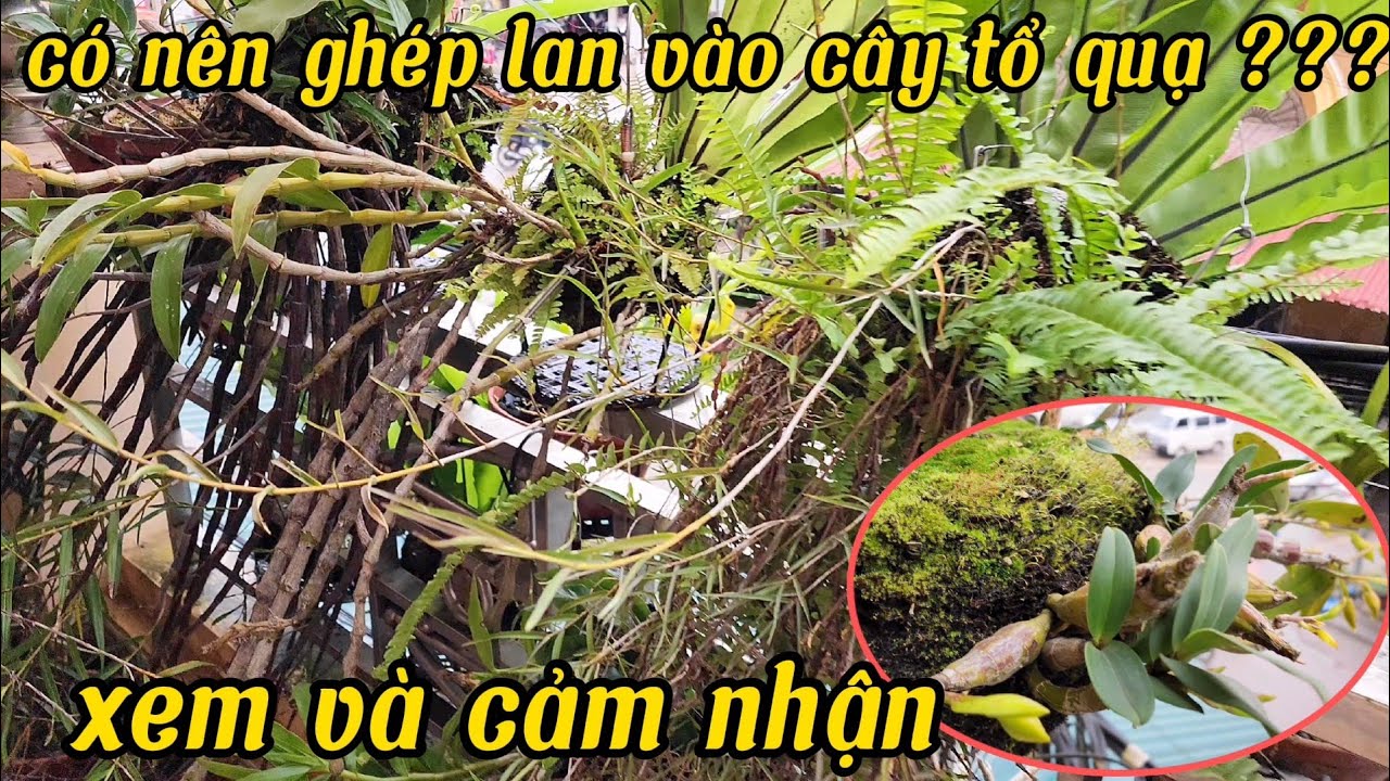 Giá thể tổ quạ trồng lan rất tốt, ghép lan vào cây tổ quạ | phong lan rừng pv