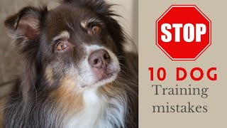 10 Common Dog Training Mistakes and How to Fix Them | 2022