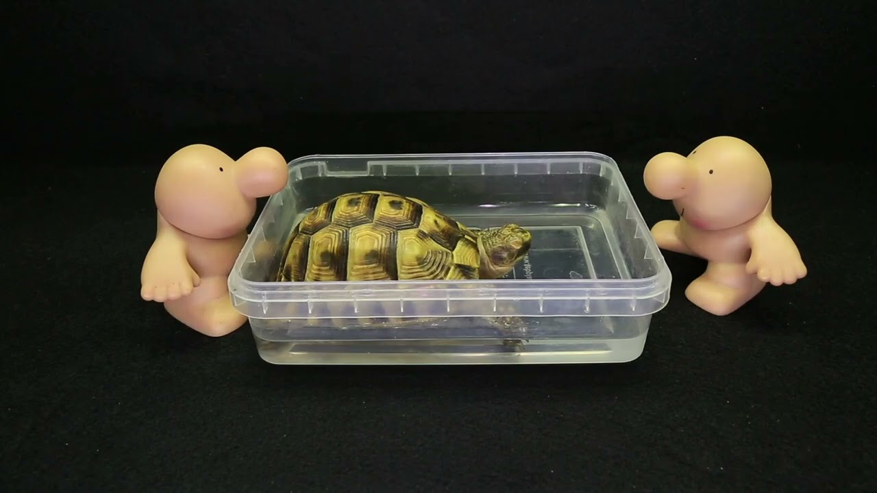 ASMR Turtle Warm Bath | Shelman’s Relaxing Lukewarm Water Bath 🐢💧