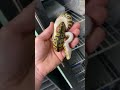 Stranger Spotnose Clown