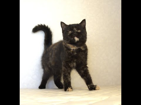 ブリティッシュショートヘアー子猫 British Shorthair 2025.3.20産まれ トーティーシェル 錆び猫 サビねこ 女の子 シーダキャット猫のお店