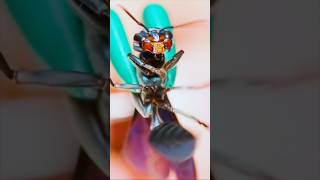 Il teste les pires insectes 😱 Brave Wilderness