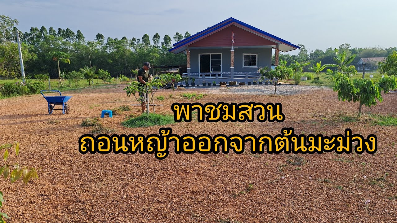 EP729-พาชมสวนถอนหญ้าออกจากต้นมะม่วง