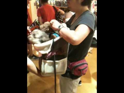 one for pets the eva backpack