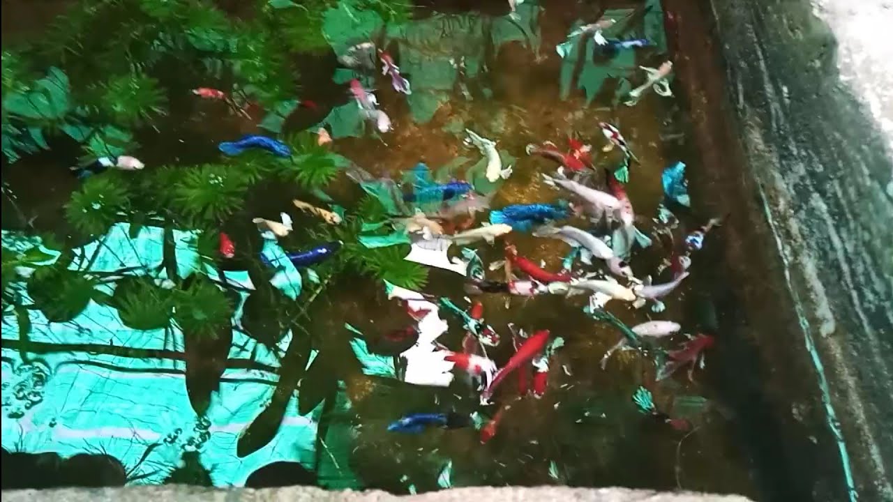 Đi xin cá betta về nuôi thuỷ sinh và cho rắn rivoi ăn. - youtube