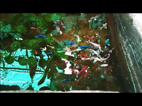 Video Đi xin cá betta về nuôi thuỷ sinh và cho rắn rivoi ăn. - youtube