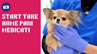 Texas Litter Control Surgery Discharge Instructions