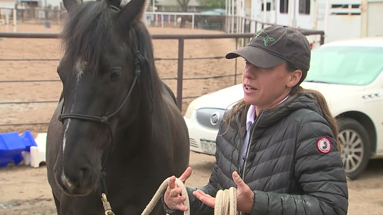 Wild Horses | Denver7 360