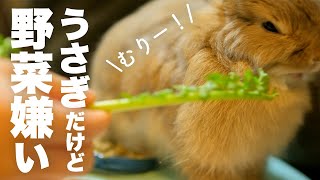 【理想と現実】うさぎを飼って初めて知ったこと。No.86