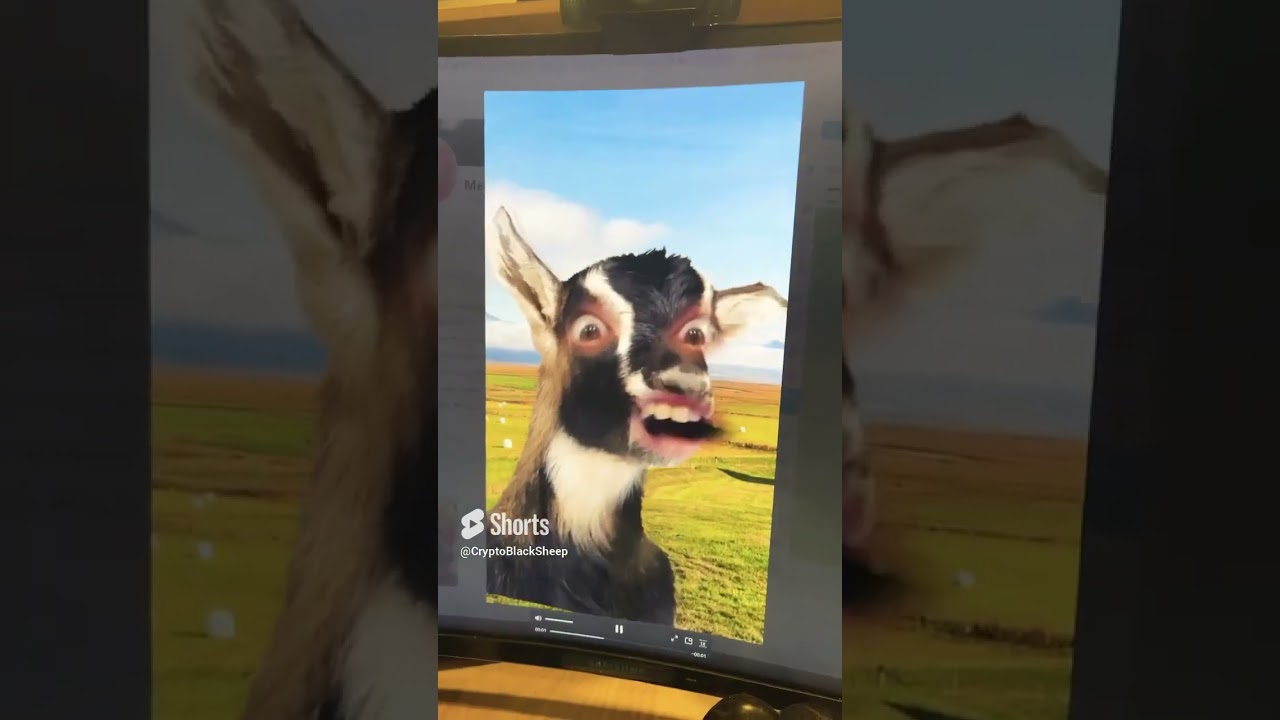 Goats be Goatin’ 🐐@DiscourseSyndicate