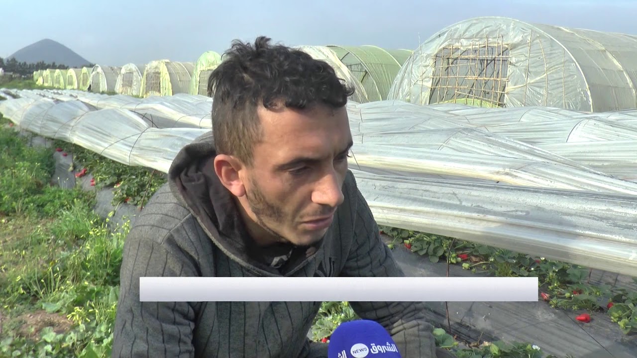 سكيكدة : الفراولة باليبوت البلاستيكية .. نتائج باهرة