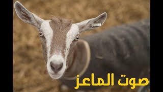 صوت الماعز اصوات الحيوانات