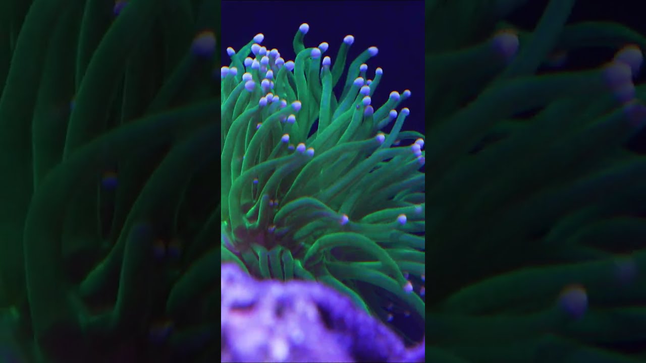 Reef ASMR 😮‍💨🌊