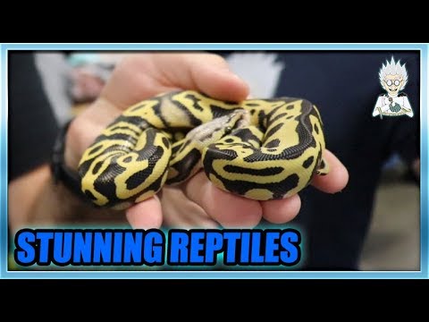 evolving wilds tcg Repticon Costa Mesa, CA October 2018