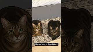 Tabby cats ❤️ #cat #viral #fypシ #shortvideo