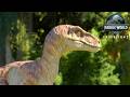 VELOCIRAPTOR vs PACHYCEPHALOSAURUS  JP2‼️🦖 Chaos on the Island – 🔥 Jurassic World Evolution 3