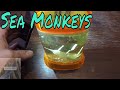 Growing Sea Monkeys and they got big! (Live Brine Shrimp)