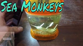 Growing Sea Monkeys and they got big! (Live Brine Shrimp)