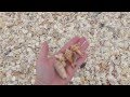 Shelling After A Storm in Sanibel / Captiva Florida