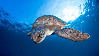How Animals Survive the Most Extreme Depths (4K Documentary)