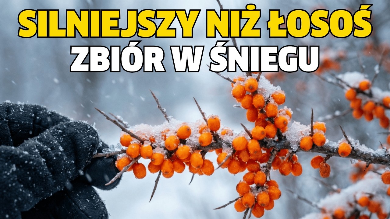 Silniejszy niż łosoś. Jedyna jagoda zawierająca wszystkie 4 kwasy omega. (Zbiory w mroźną zimę)