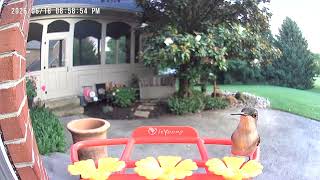 6-18-2026 female hummingbird - cotton top, chirps