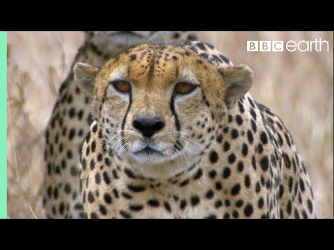 three-cheetahs-vs-ostrich-|-life-|-bbc-earth