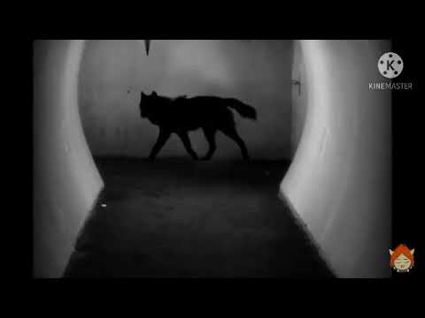 Scp 023 Owl Sound