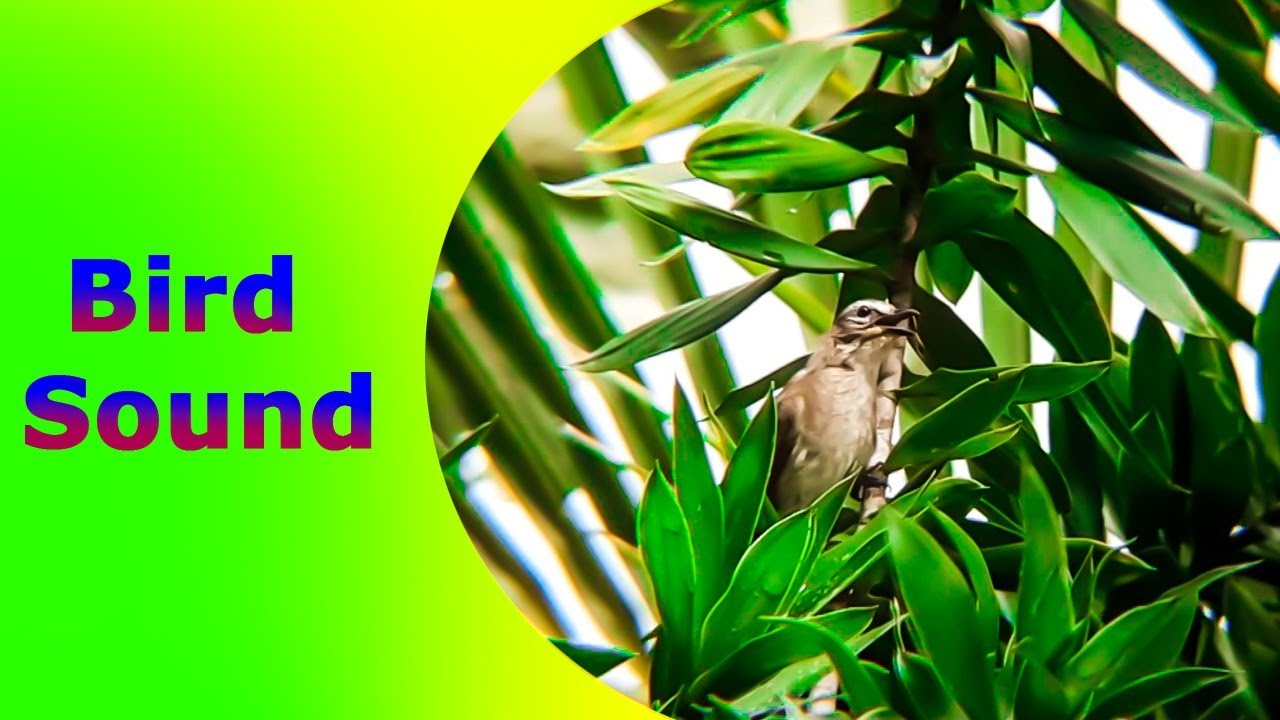Amazing Natural Bird Sounds TL Slow Motion YouTube