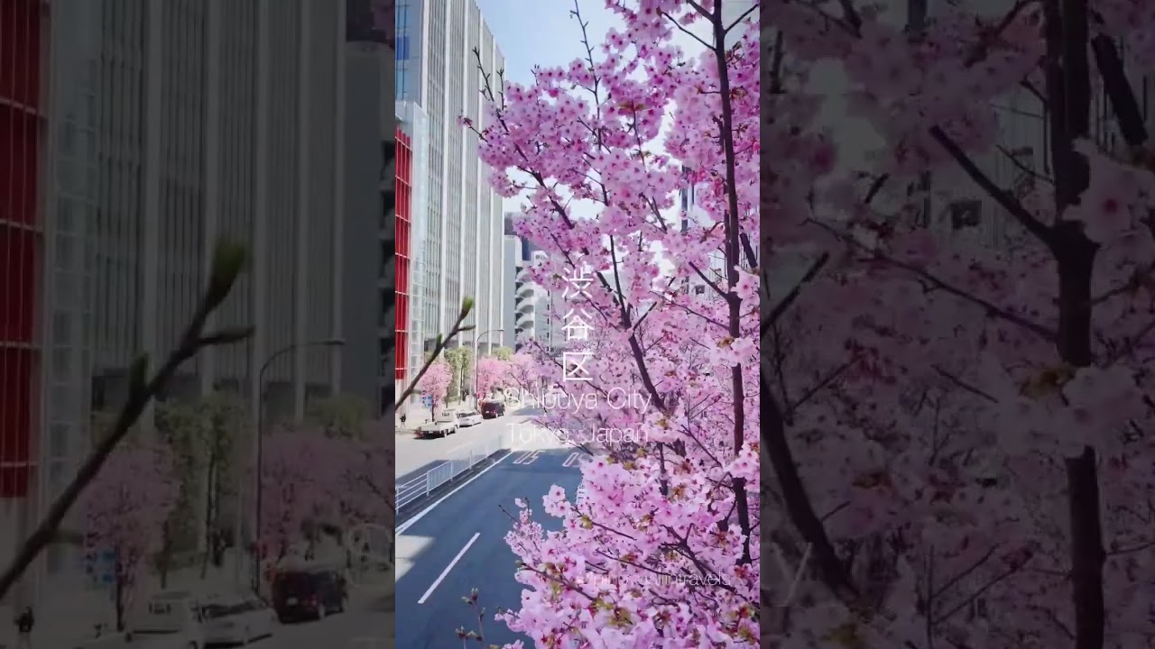 Sakura Full Bloom in Shibuya, Tokyo #cherryblossom #shibuya #tokyo #japan #japantravel #spring